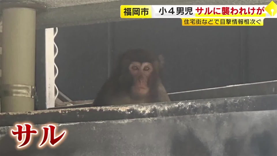 登校中の小4男子がサルに襲われけが　福岡市の中心部　前日から目撃情報相次ぐ　「目を合わせないよう」注意呼びかけ