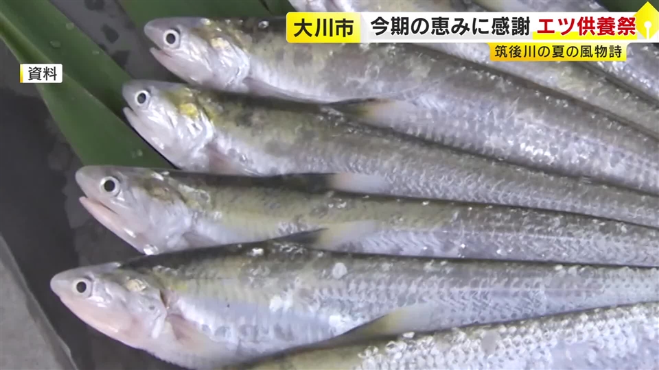 夏の風物詩「エツ」の供養祭　筑後川の恵みに感謝　この10年は漁獲量が減少　来年の豊漁を祈願　福岡・大川市