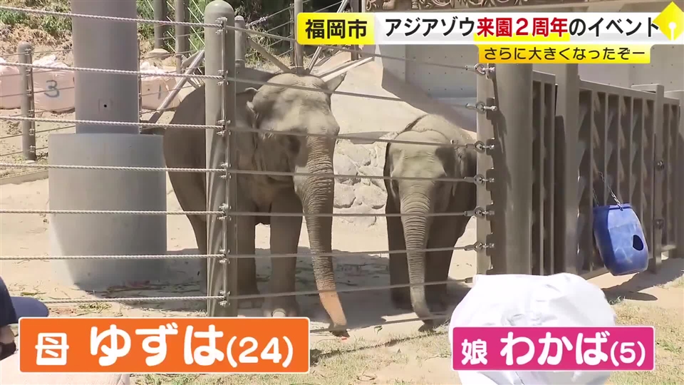福岡市動物園でアジアゾウ来園2周年イベント　大好物に圧巻の食べっぷり　2頭の体重は2年間で1トン以上増　9月12日まで土曜日限定で午後9時閉園へ