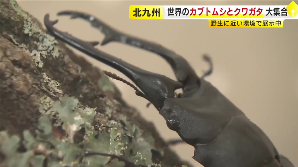 ヘラクレスにギラファノコギリ　世界のカブトムシ・クワガタを野生に近い姿で観察　北九州市で開催中
