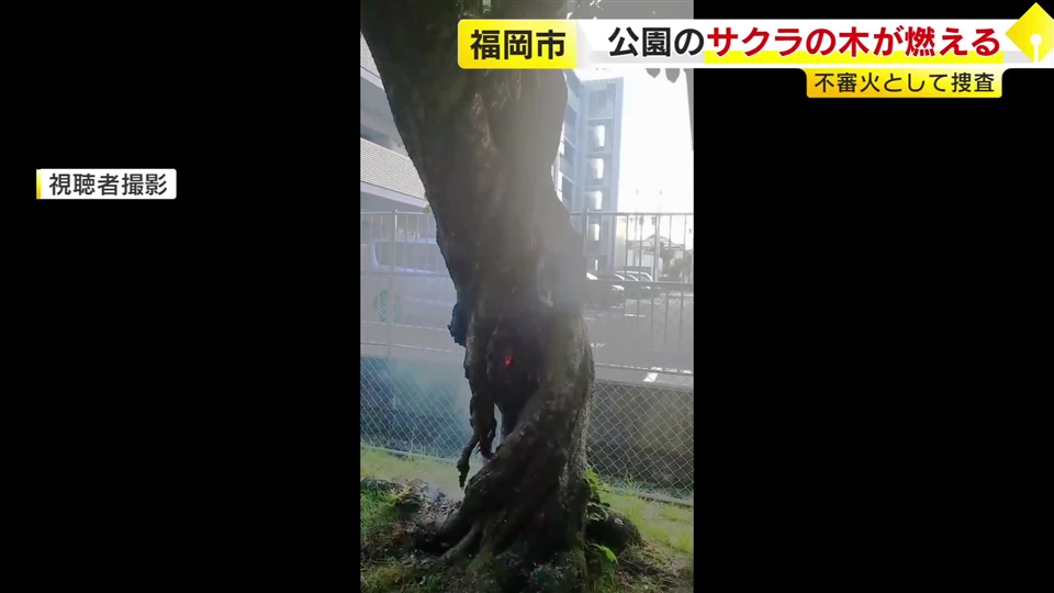 「根元に火がついている」　公園のサクラの木が焼ける　不審火として捜査　福岡市