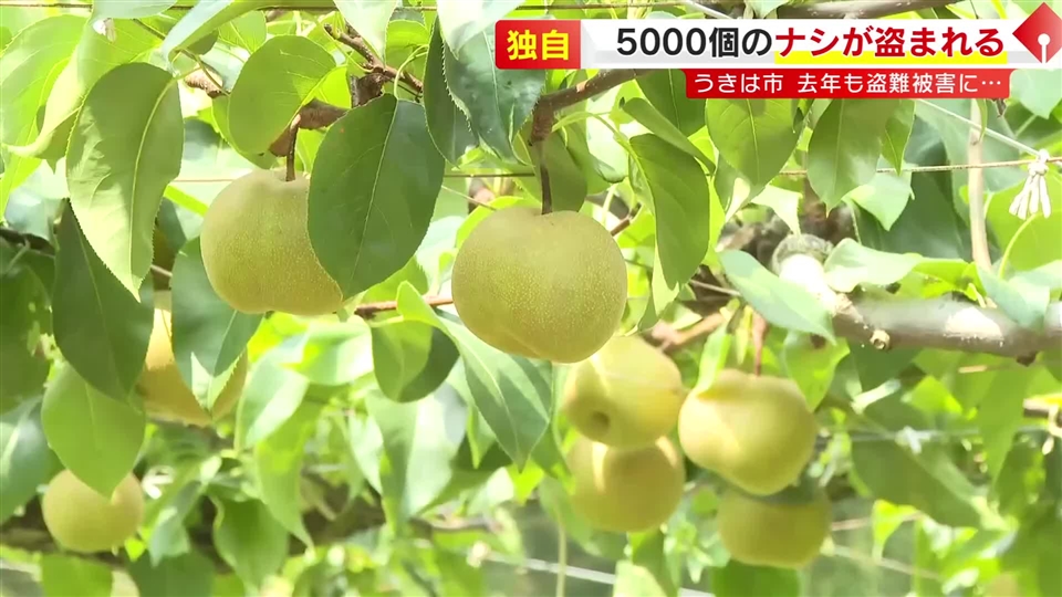 去年 盗難被害の農園で…今年もナシ5000個盗まれる　被害額約200万円　「2年連続こんなでもう気力なくして…」閉園を決断　警察が窃盗容疑で捜査　福岡・うきは市
