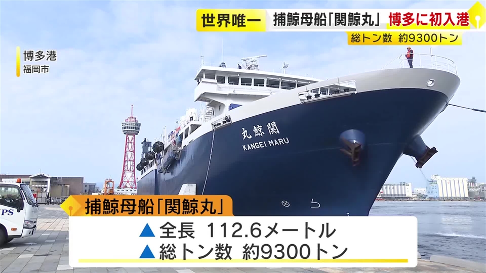 世界で唯一の捕鯨母船「関鯨丸」　博多港に初入港　21日に船内を一般公開　福岡