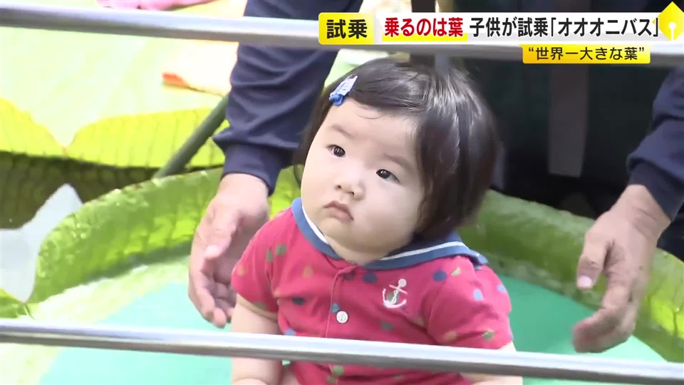 “世界一大きな葉”に乗ったよ！子供たちがオオオニバスの上へ…最大で直径1.5メートルも　水に浮かぶ不思議を体感　福岡