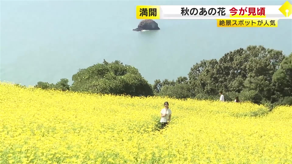 能古島の「キバナコスモス」約1万本が満開で見頃　青い海と黄色い花のコントラスト　福岡市