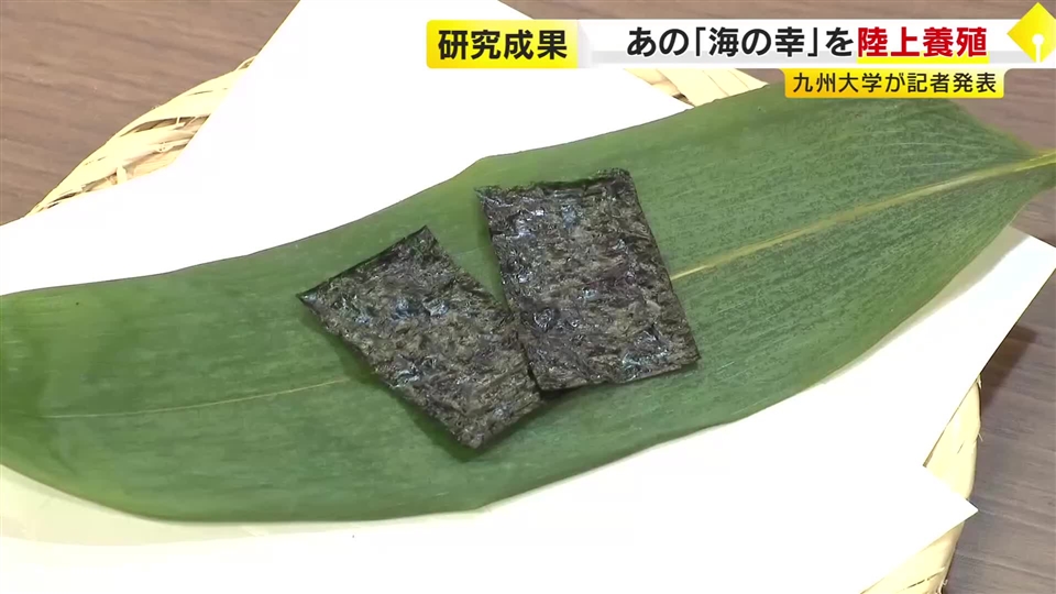 海ではなく陸上でノリを養殖　九大の研究グループが成果発表「滑らかで香り高い」　気候変動に負けず1年中収穫できるメリットも