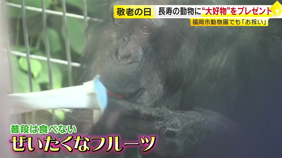 9月21日「敬老の日」　長寿の動物たちに"大好物"のプレゼント　国内最年長49歳のチンパンジーには“ぜいたく”フルーツ　福岡市動物園