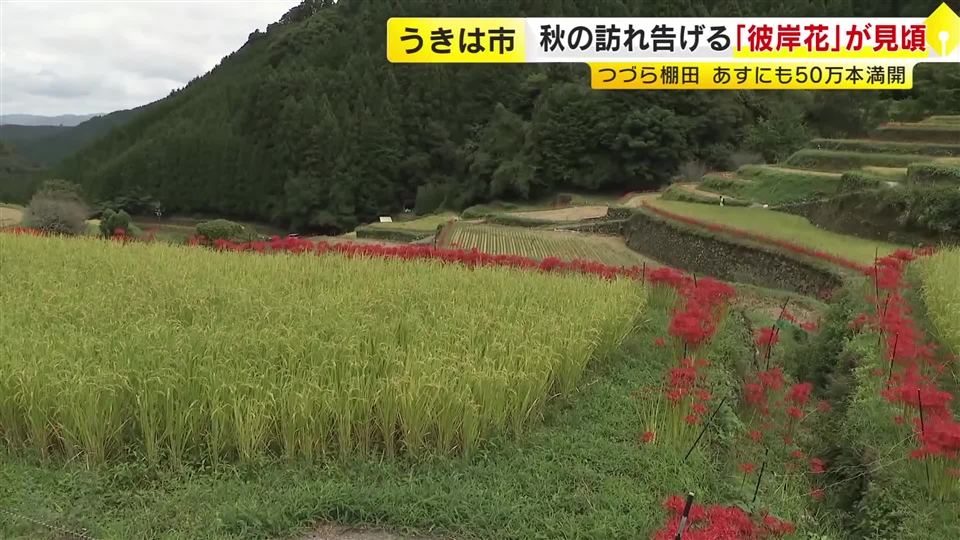 秋の訪れを告げる「彼岸花」　うきは市のつづら棚田で約50万本が見頃　22日にも満開　福岡