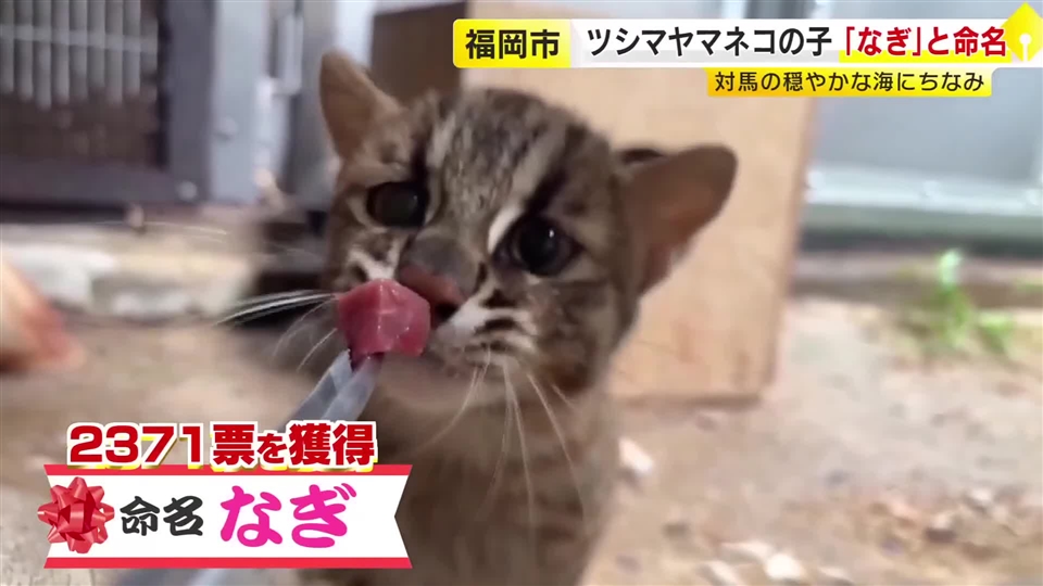 ツシマヤマネコの子ネコ　名前は「なぎ」　対馬の海のような穏やかな未来を願う　福岡市動物園で4年ぶり誕生　投票で決定