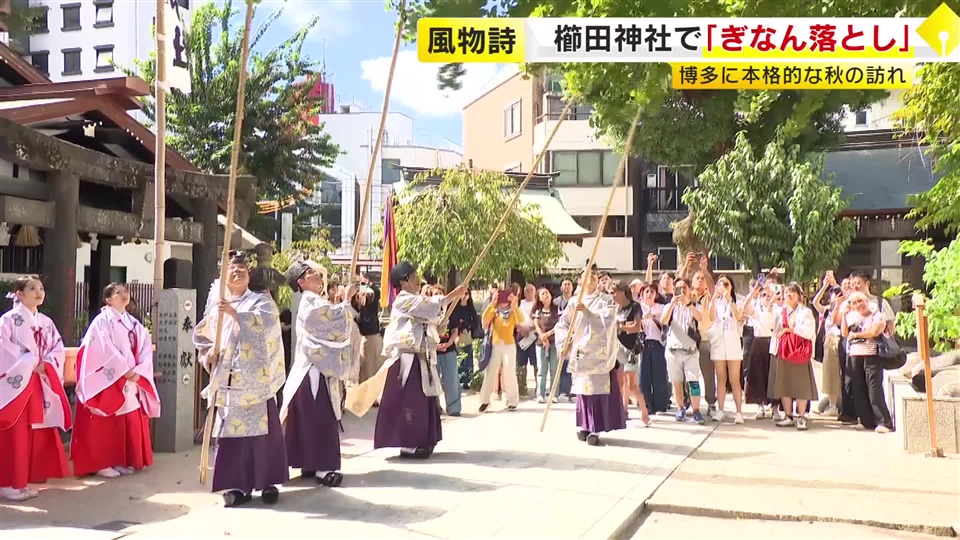 博多に本格的な秋の訪れ　櫛田神社で「ぎなん落とし」　巫女たちがギンナンを拾い上げ　福岡市