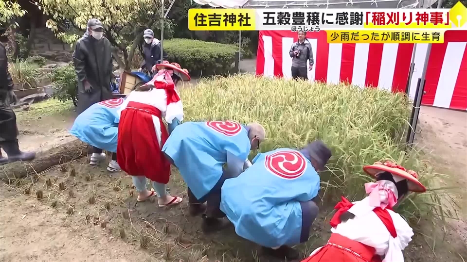 住吉神社で「稲刈り神事」　五穀豊穣に感謝　収穫された米は11月23日「新穀感謝祭」で奉納　福岡市