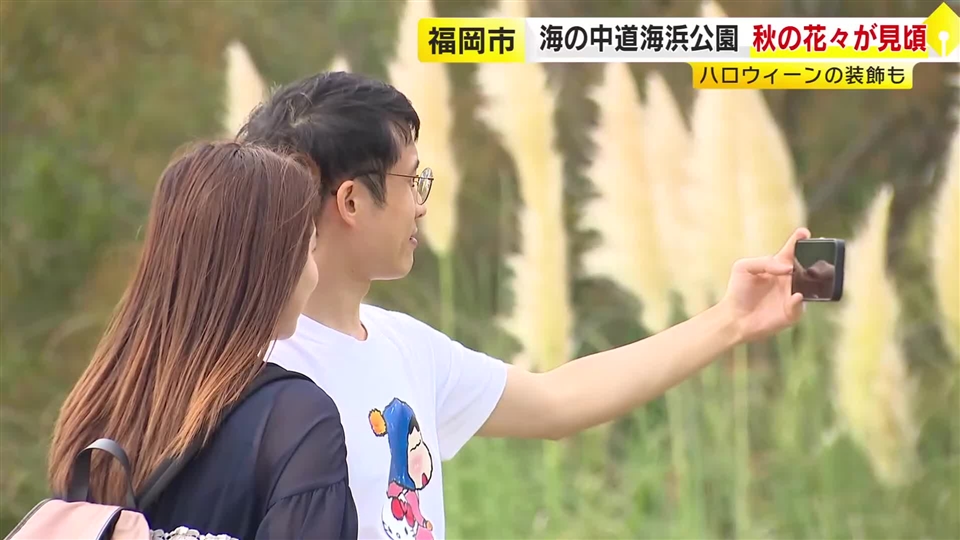 高さ約2メートル…ススキに似たパンパスグラスが秋風に揺れる　園内にハロウィーンの飾りつけも　福岡市・海の中道海浜公園