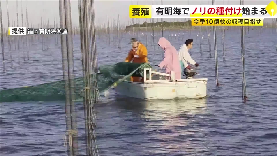 有明海で養殖ノリの種付け始まる「水温低下で成長に必要な栄養分も豊富に」10億枚の収穫目指す　福岡