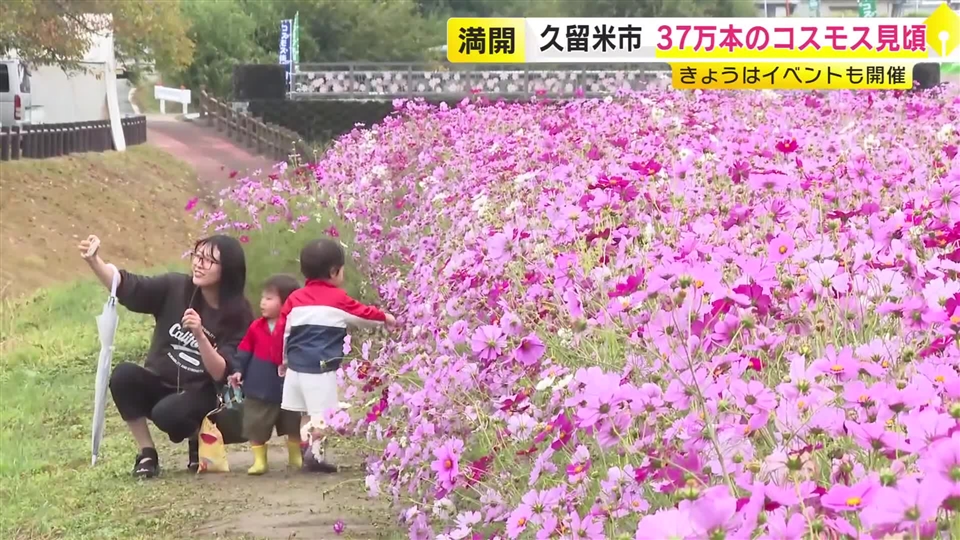 37万本のコスモス見頃　イベントも開催　福岡・久留米市北野町「コスモス街道」
