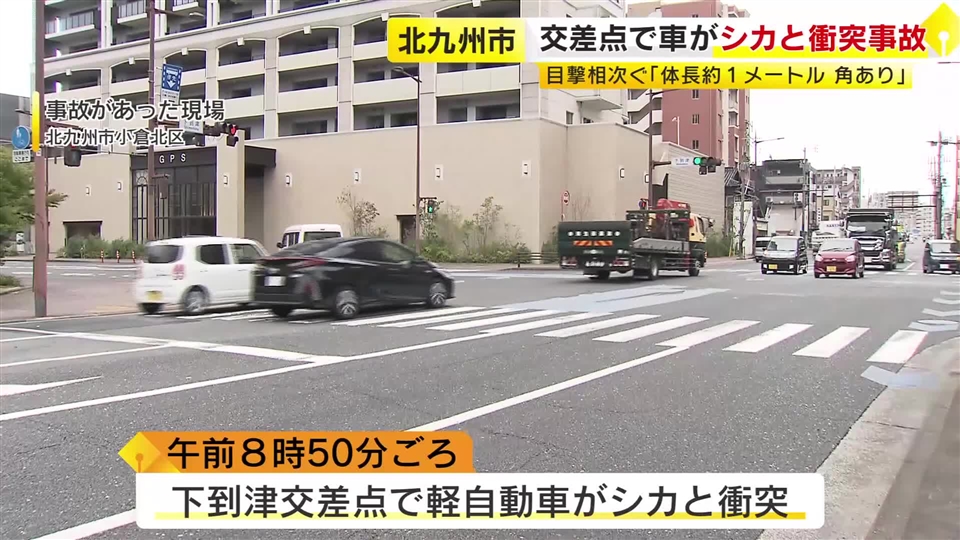 北九州市の市街地でシカの目撃情報が相次ぐ　交差点で軽自動車と衝突する事故も　頭に角があり野生のシカか　福岡